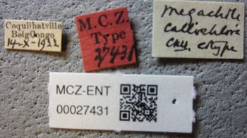 Media type: image;   Entomology 27431 Aspect: labels